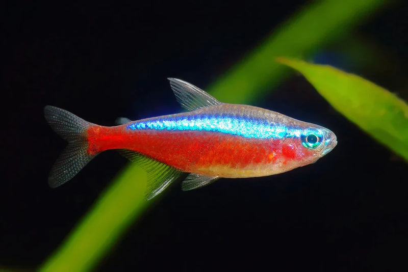 Cardinal Tetra L