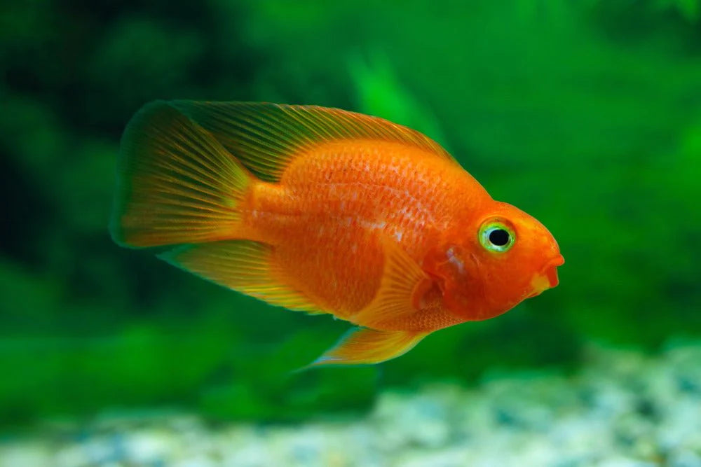 Red Fire Parrot Fish (L)