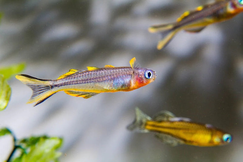 Forktail Rainbowfish | Pseudomugil furcatus