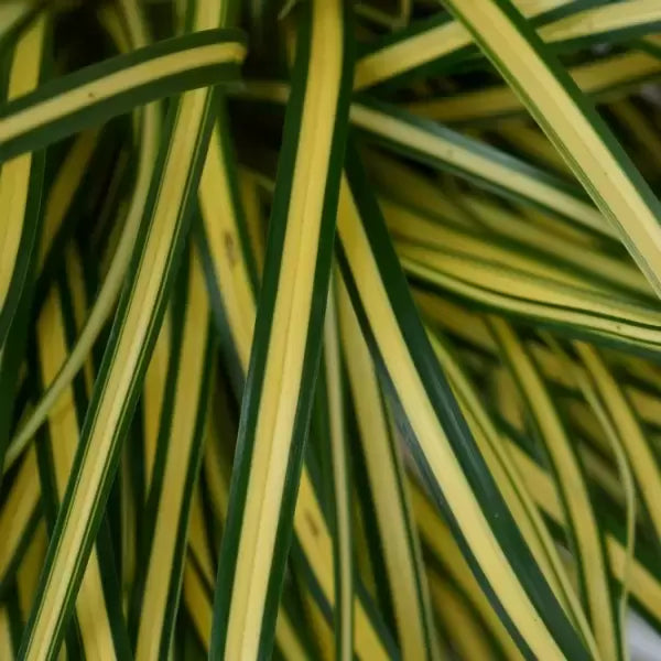 Japanese Sedge 'Everoro' | Carex oshimensis 'Everoro' (3 Litre)