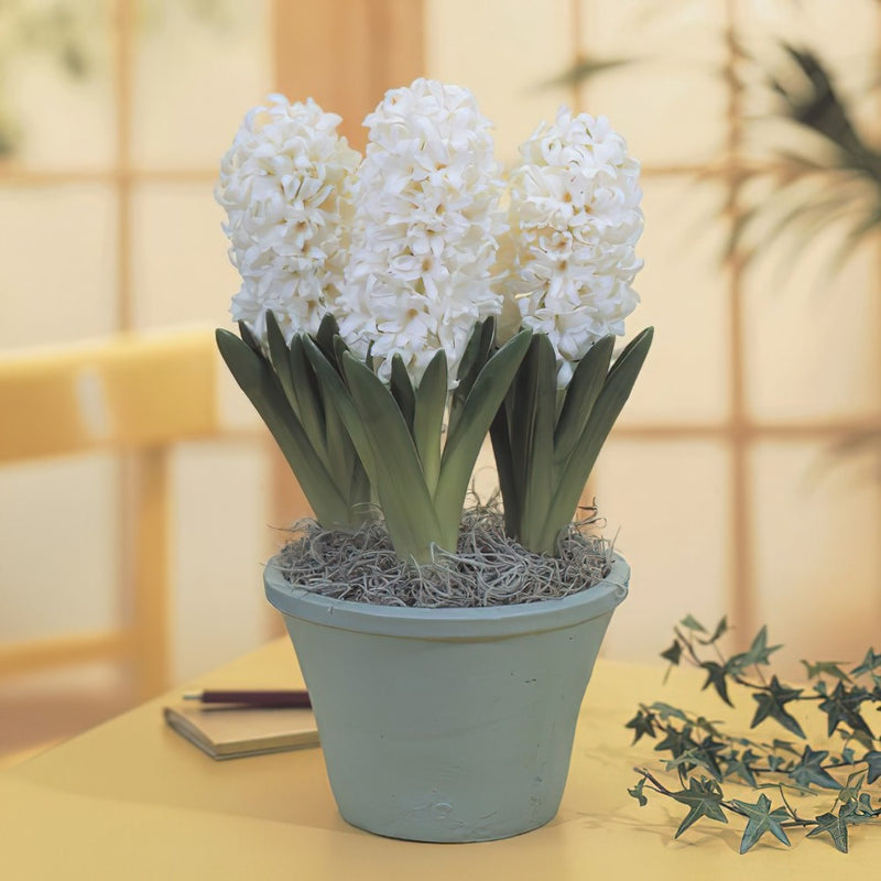 Hyacinth Carnegie Garden (5 Bulbs Per Pack)