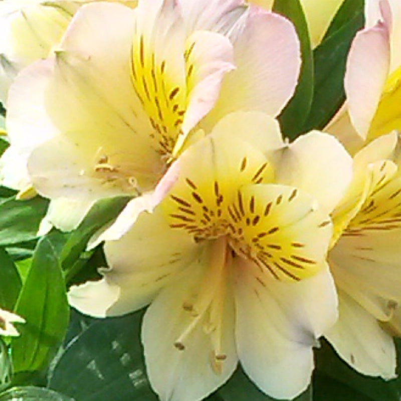 Alstroemeria Inticancha Yellow