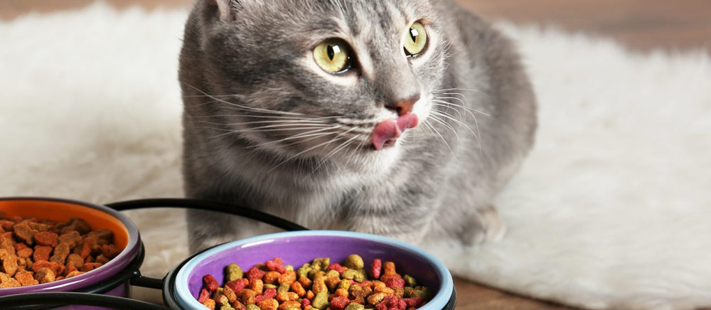 Cat Food
