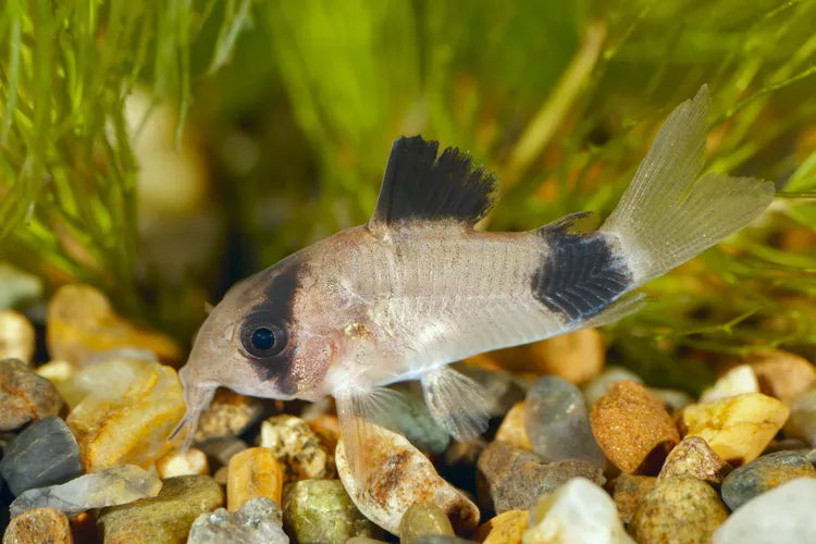 Panda Corydoras Fish TB