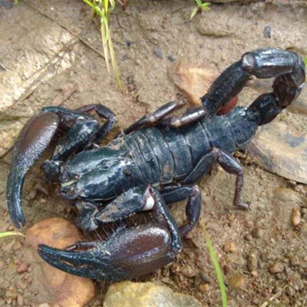Cave Claw Scorpion | Pandipalpus viatoris