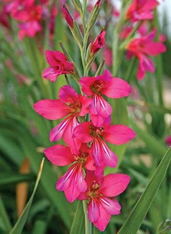 Gladiolus communis Ssp Byzantinus (10 Bulbs Per Pack)