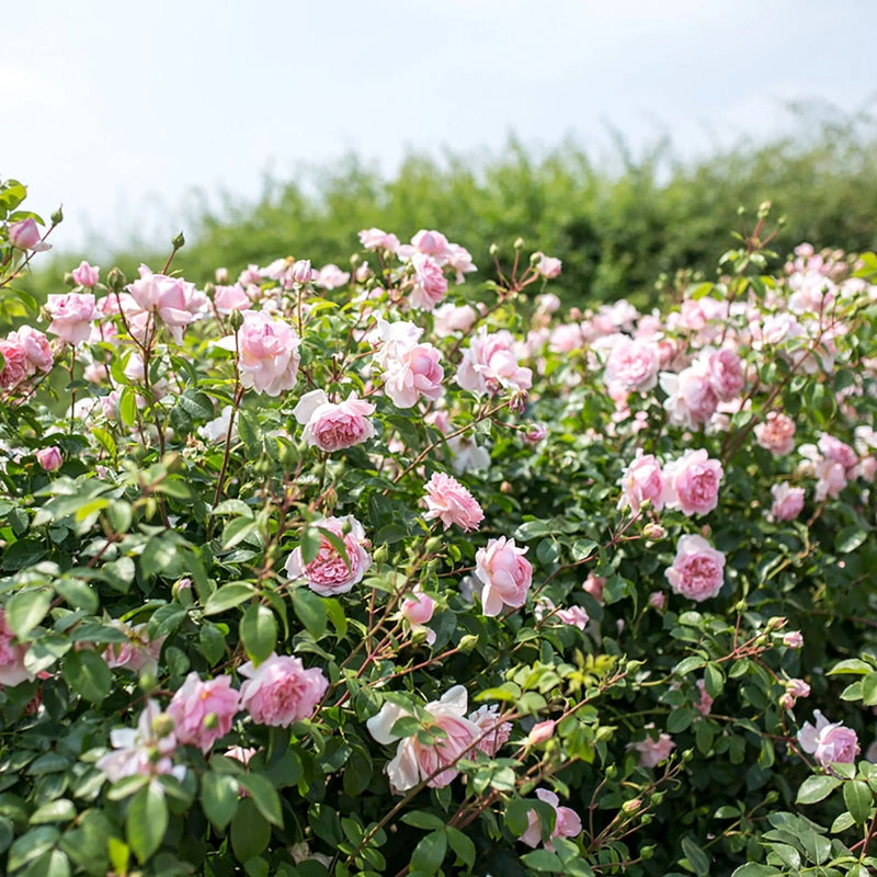 Wildeve David Austin Fragrant Rose 6 Litre