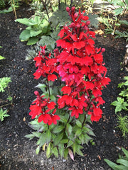 Perennial Lobelia 'Starship Scarlet' – Lobelia × speciosa 'Starship Scarlet'