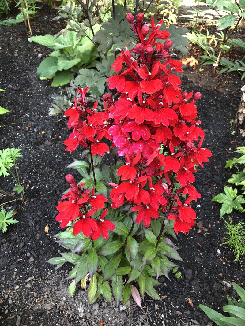 Perennial Lobelia 'Starship Scarlet' – Lobelia × speciosa 'Starship Scarlet'
