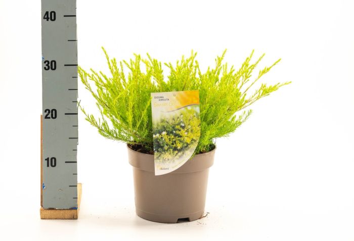 Diosma hirsuta 'Sunset Gold' (3 Litre)