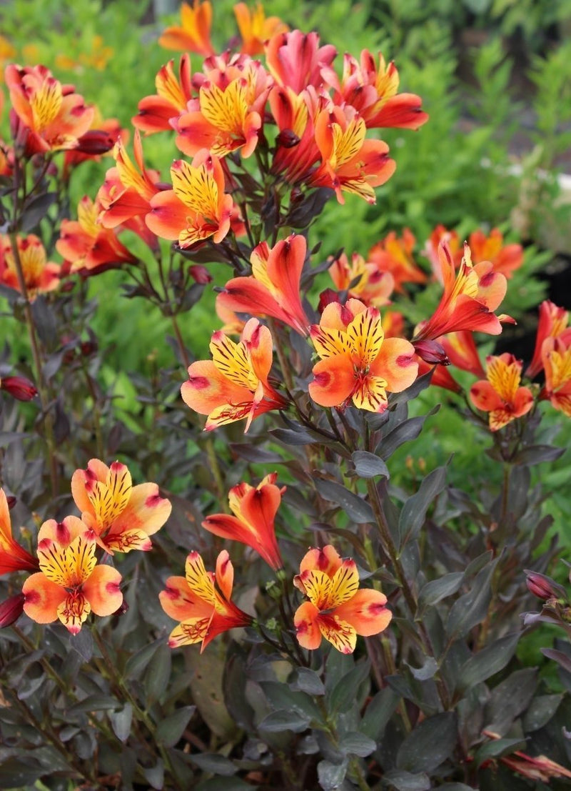 Alstroemeria 'Indian Summer' | Peruvian Lily