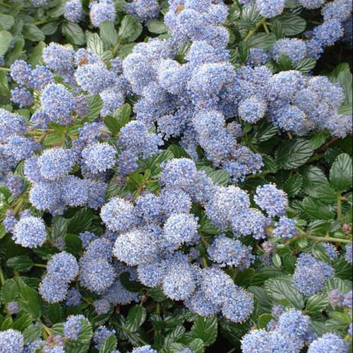 Ceanothus thyr. repens / 2 Ltr pot