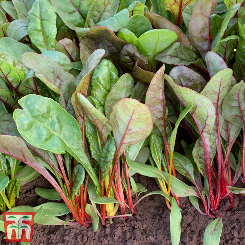 Swiss Chard 'Celebration'