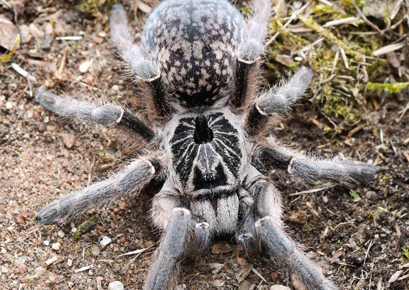 Straight Horned Baboon Tarantula | Ceratogyrus marshalli s