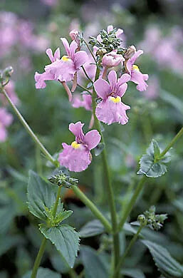 Nemesia denticulata 'Confetti' - 2Ltr