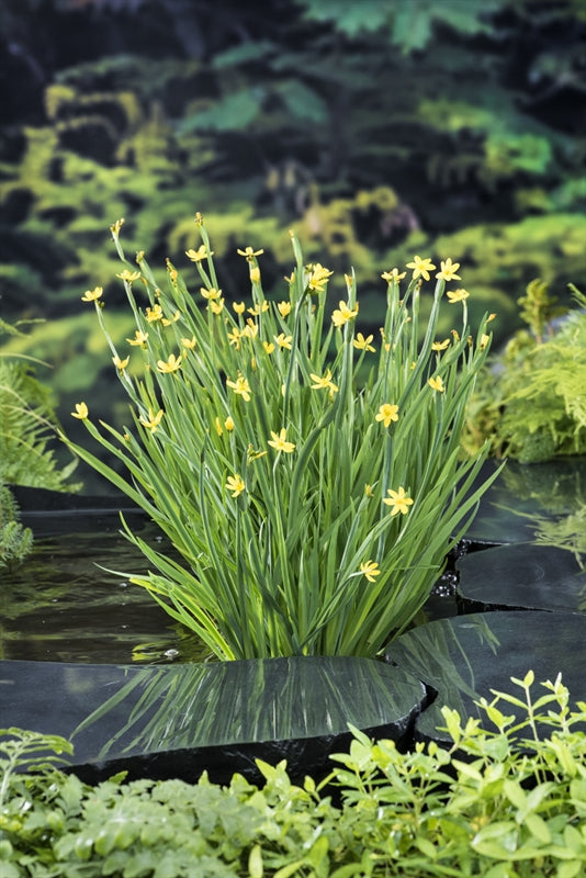 Sisyrinchium Californicum p9