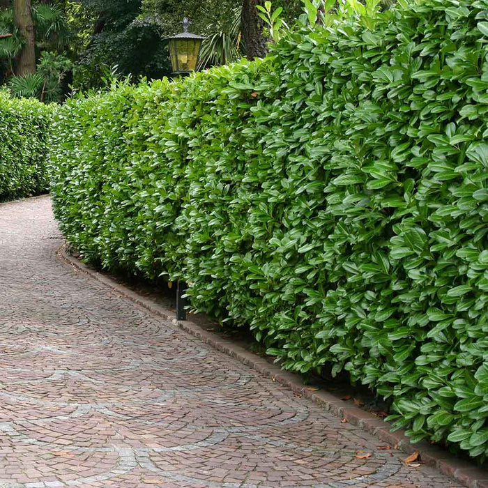 Prunus laurocerasus Rotundifolia | Cherry Laurel (3 Litre 60-80cm Tall)