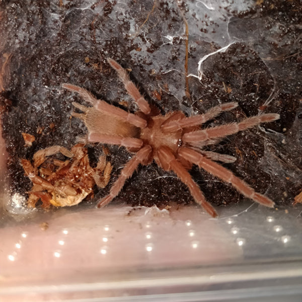 Chinese Fawn Tarantula - Chilobrachys guangxiensis