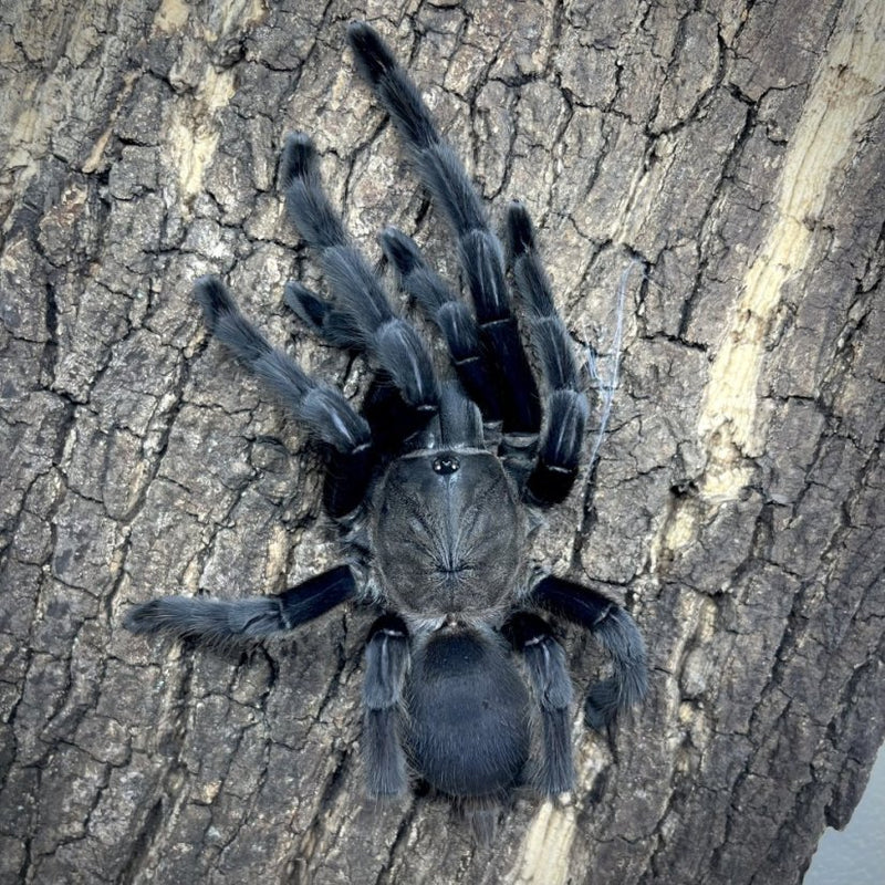 Dark Earth Tiger Tarantula | Chilobrachys Kaeng Krachen med