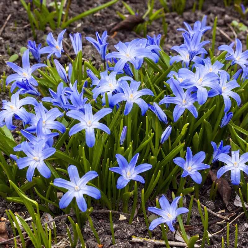 Chionodoxa Luciliae (20 Bulbs Per Pack)