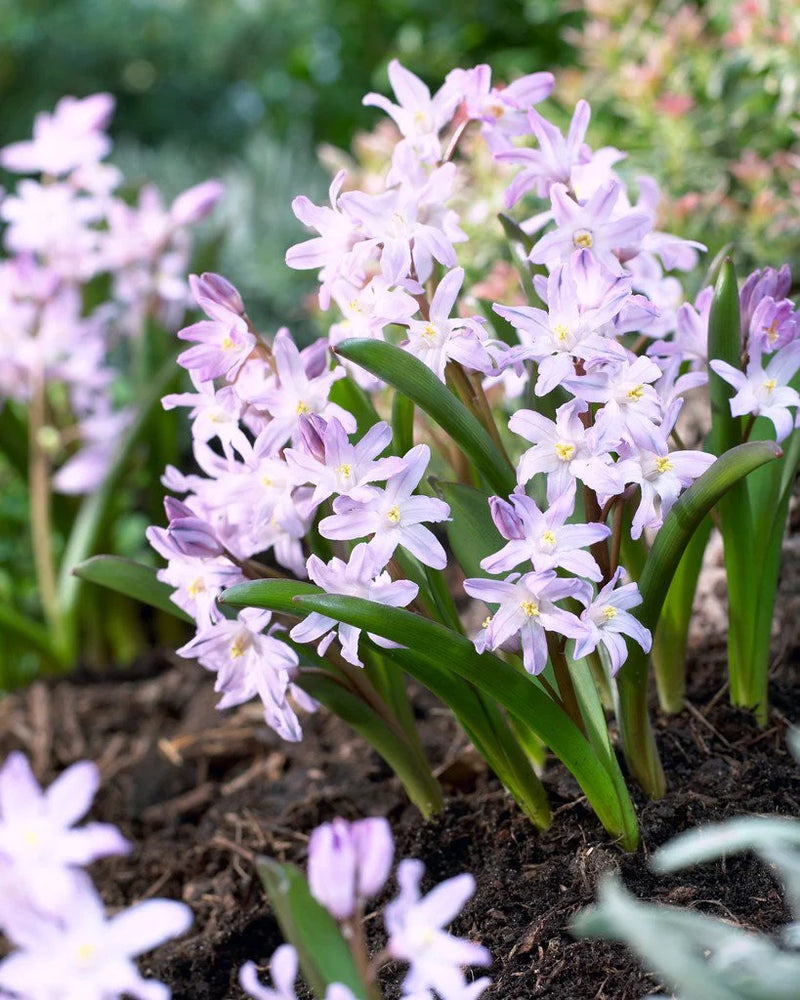 Chionodoxa 'Pink Giant' (12 Bulbs Per Pack)