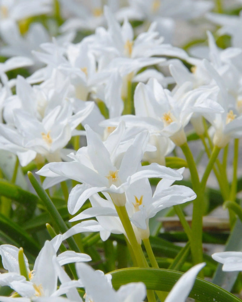 Chionodoxa Luciliae Alba (15 Pack)