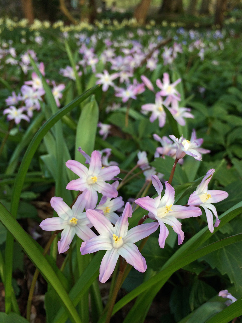 Chionodoxa 'Pink Giant' (12 Bulbs Per Pack)