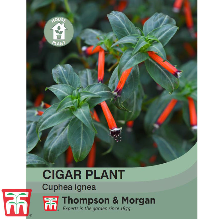 Cigar Plant - House Plant Seeds