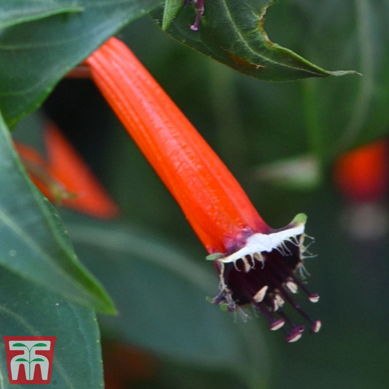 Cigar Plant - House Plant Seeds