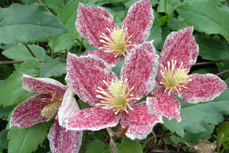 Clematis Cirrhosa 'Freckles' (2.25 Litre)