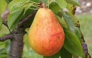 Clapps Favourite pear tree – plant and habit