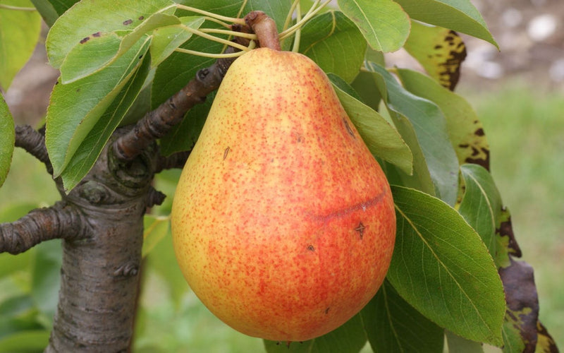 Clapps Favourite pear tree – plant and habit