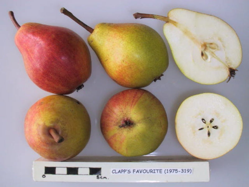 Clapps Favourite pear tree – flowers or seasonal detail