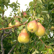 Clapps Favourite pear tree – foliage, fruit or mature form