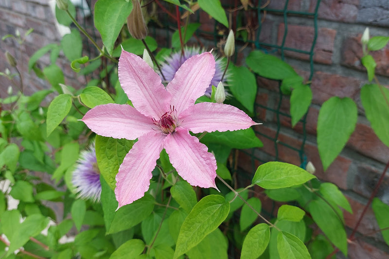 Clematis Hagley Hybrid