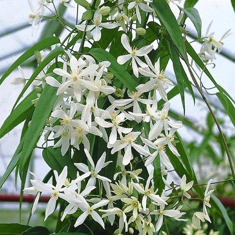 Clematis armandii 'Snowdrift' (2 Litre)