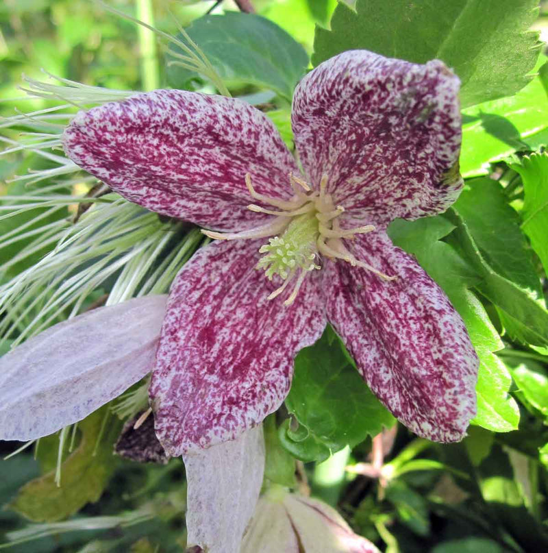 Clematis Cirrhosa 'Freckles' (2.25 Litre)