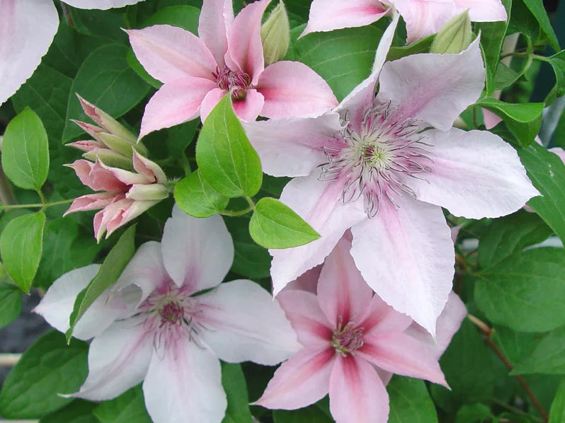Clematis 'John Paul II' (2.25 Litre)
