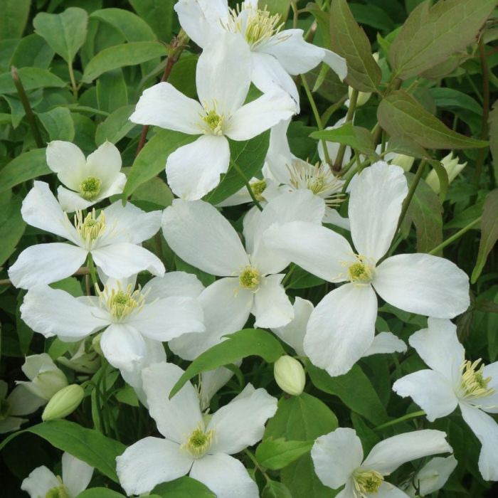 Clematis montana 'Grandiflora'