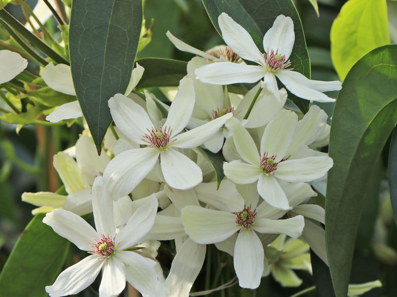 Clematis armandii 'Snowdrift' (2 Litre)