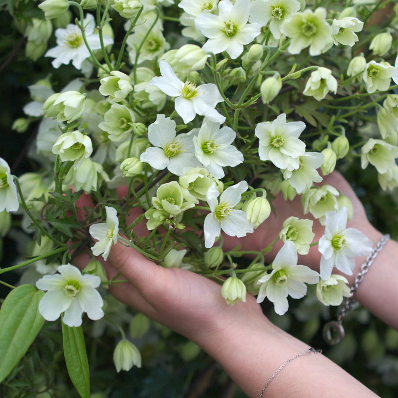 Clematis 'Early Sensation' (2 Litre)