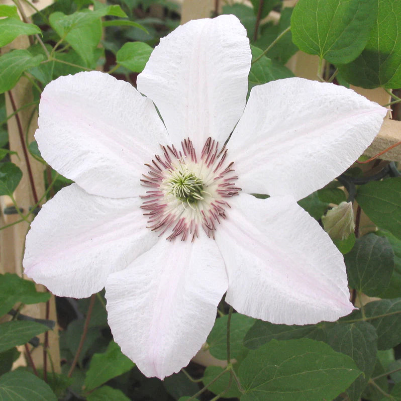 Clematis 'John Paul II' (2.25 Litre)
