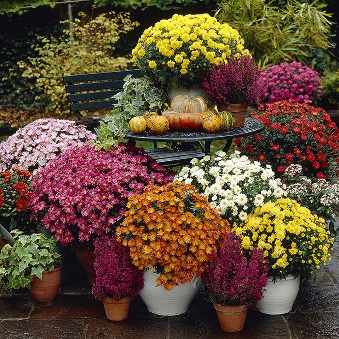Chrysanthemum | Garden Mums (2 Litre)