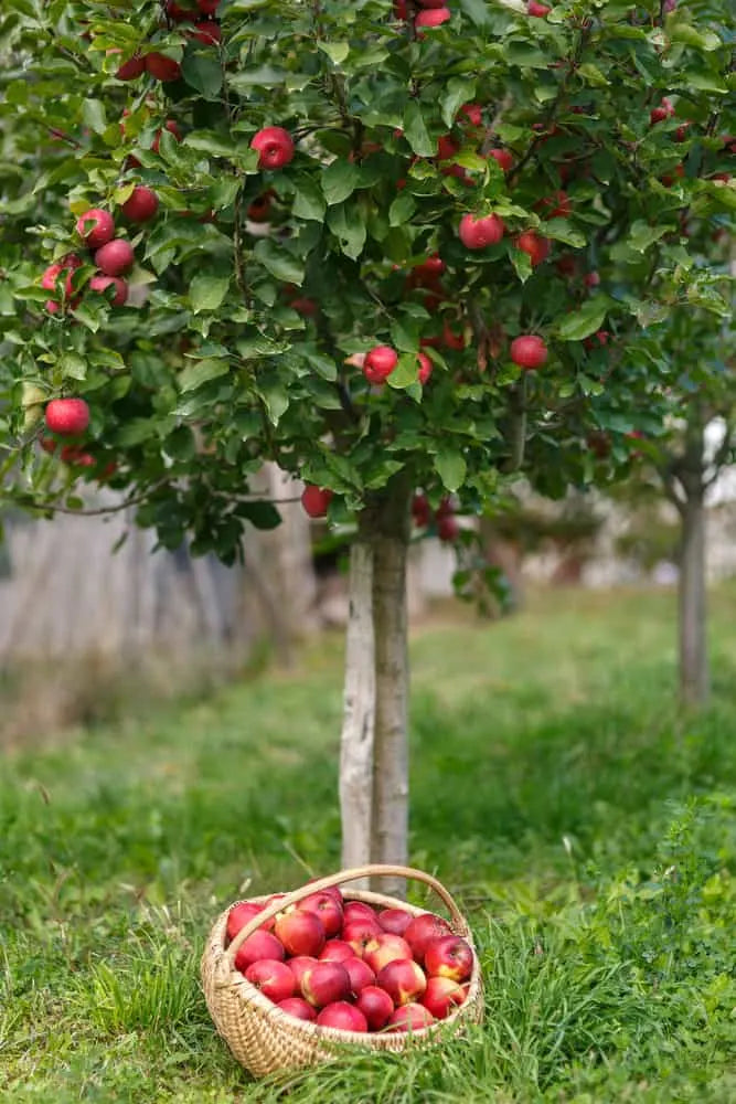 Apple 'Red Windsor' 2 year Bush - Self Fertile