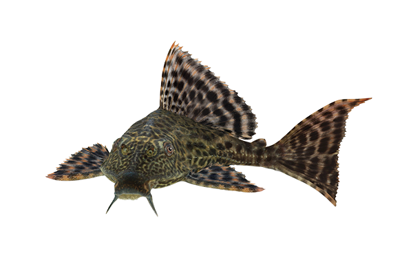 Plecostomus Fish (M | a22)