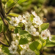 Conference pear tree – plant and habit