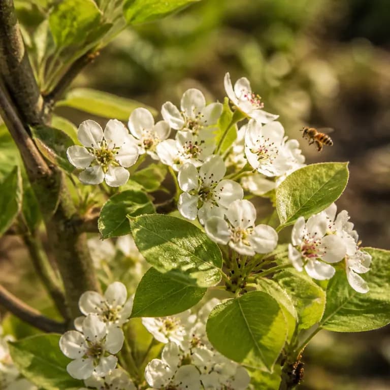 Conference pear tree – plant and habit
