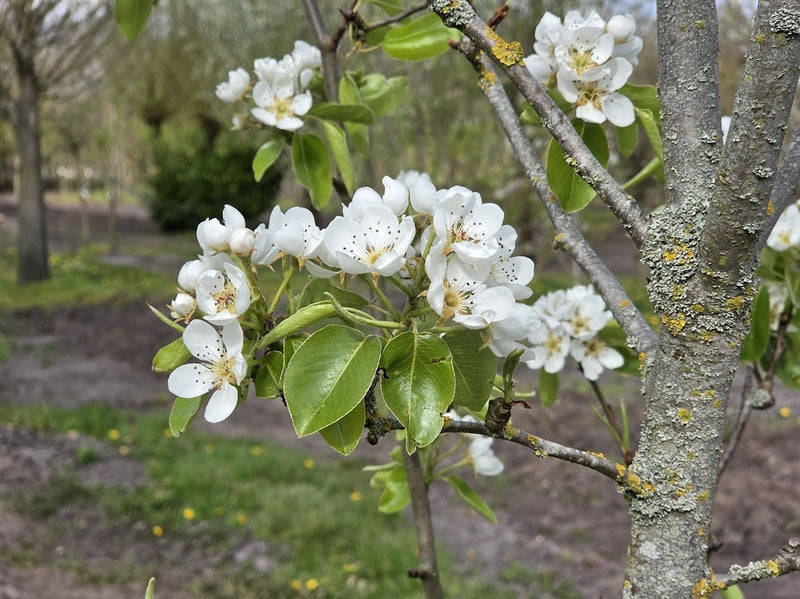 Conference pear tree – flowers or seasonal detail