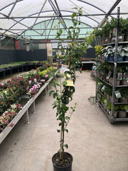 Conference pear tree – foliage, fruit or mature form