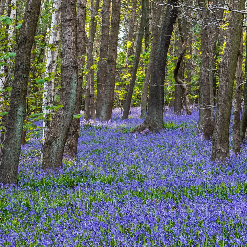 Bluebells | Hyacinthoides Non Scripta (5 Pack)